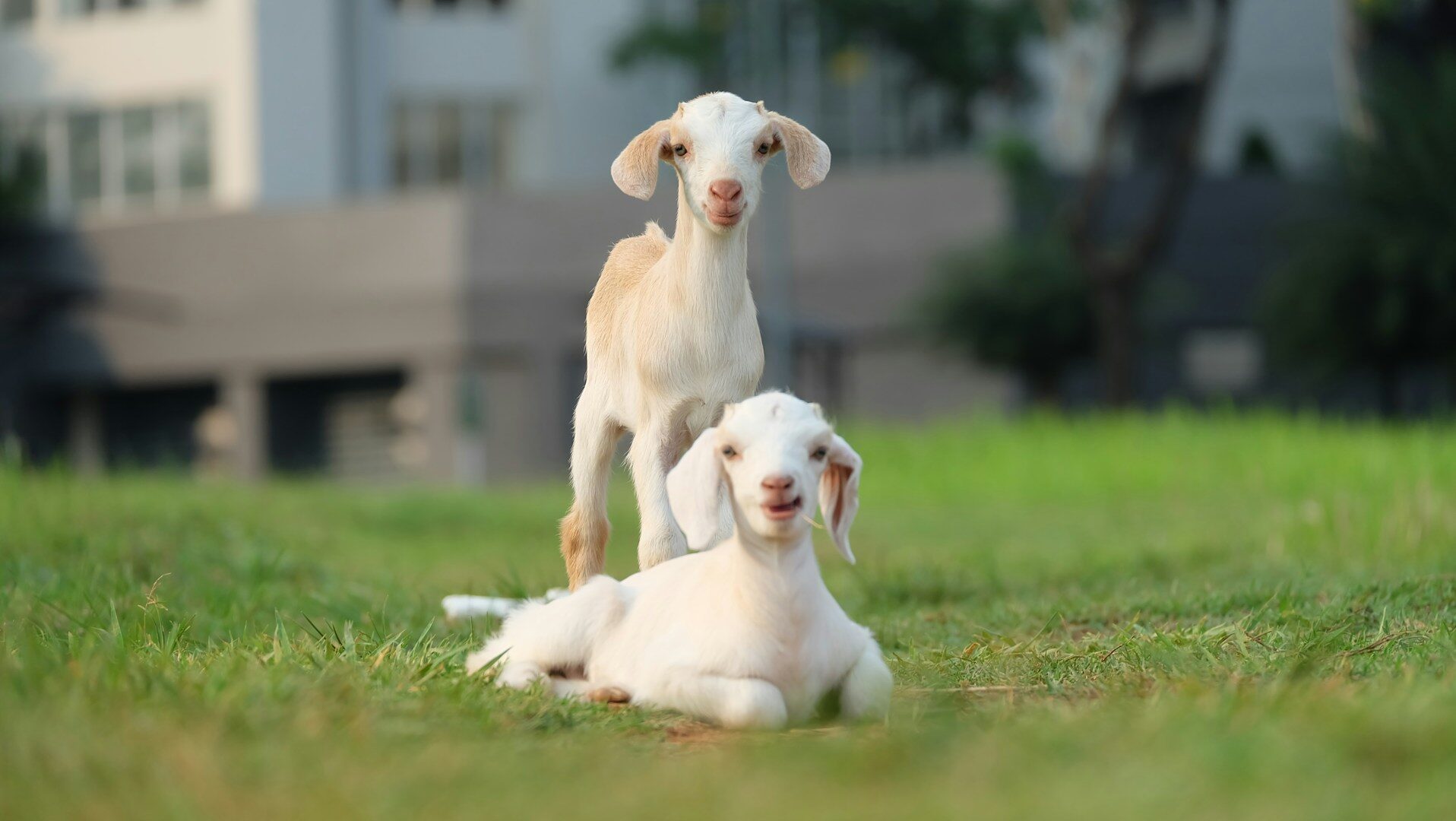 Two baby goats standing in a grassy field
