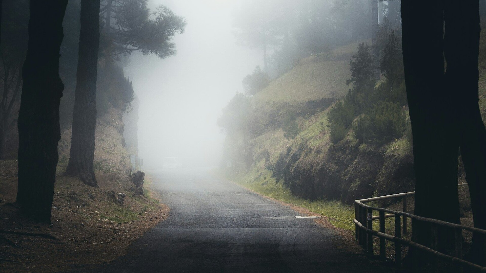 a foggy road in the middle of a forest