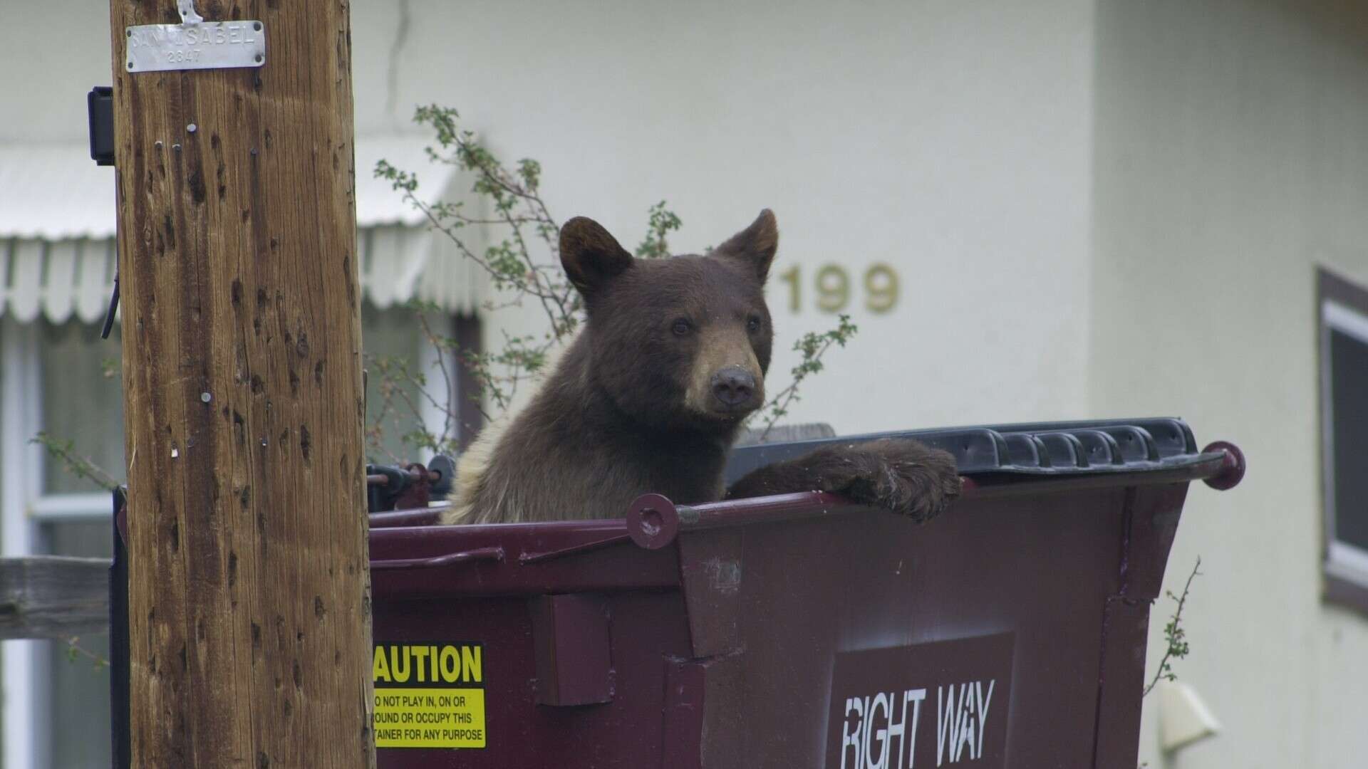 Black bear in a garbage bin