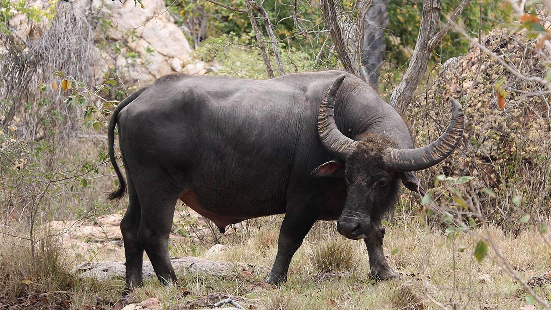 A horned, dark-coated water buffalo bull standing in a grassy field